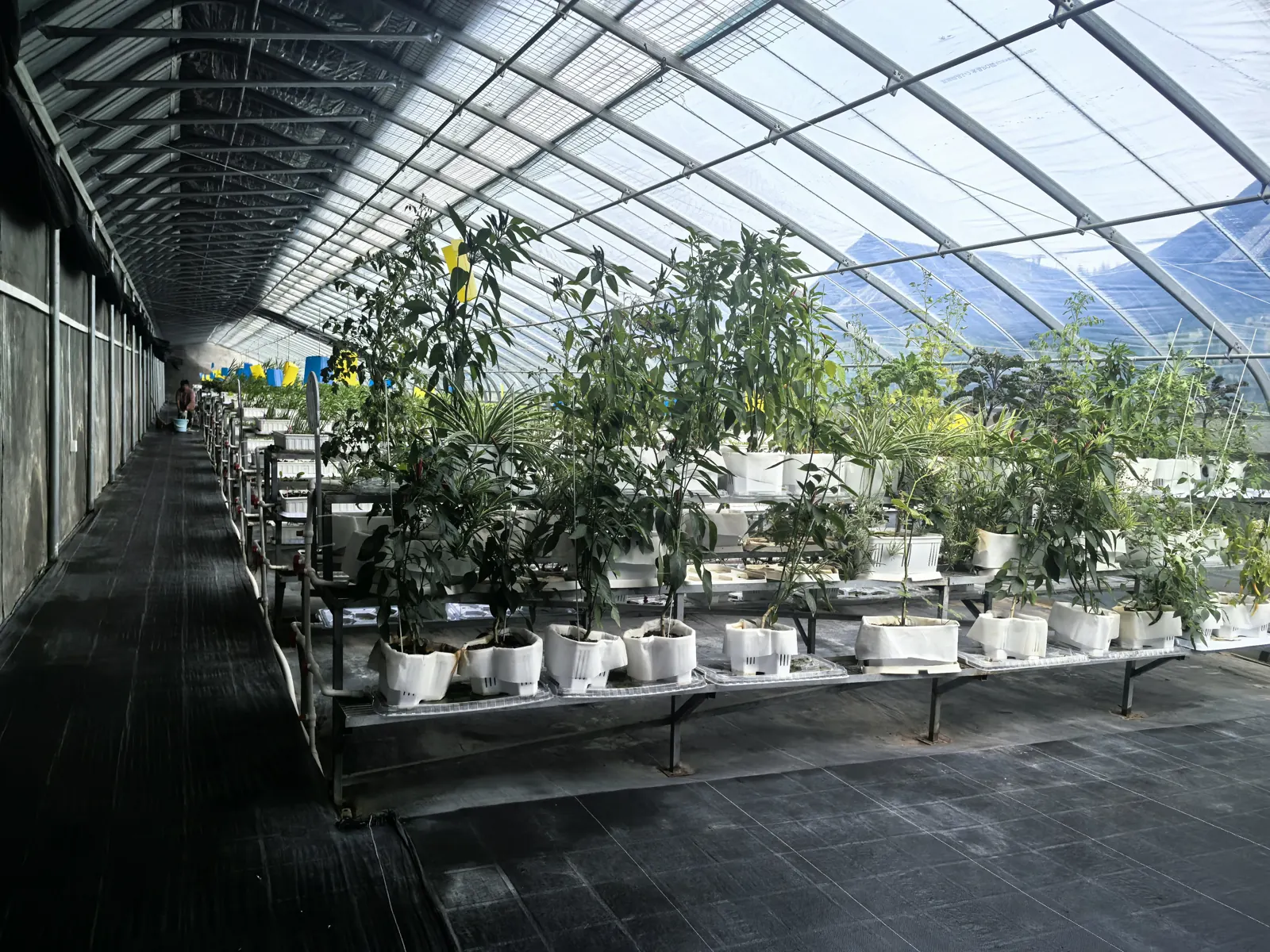 阳光穿过大棚，照亮有机种植基地与成排的种植架
