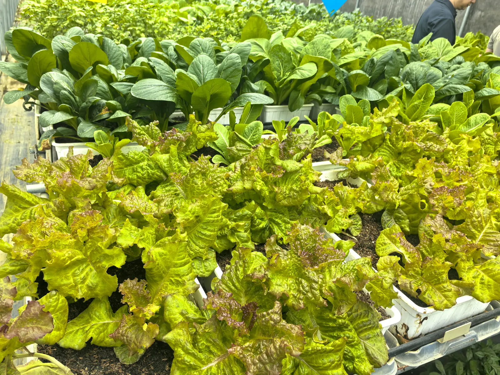 种植盆内鲜嫩饱满的绿叶蔬菜